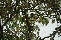 Micropternus brachyurus