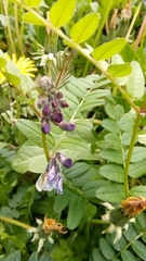 Vicia sepium