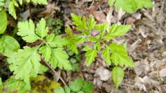 Geranium robertianum