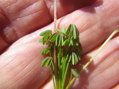 Oxalis bifida
