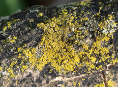 Candelariella xanthostigmoides