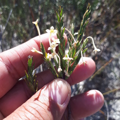 Struthiola myrsinites