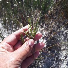 Struthiola myrsinites