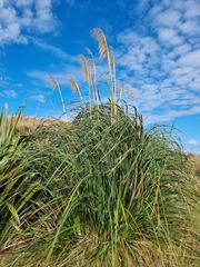 Toetoe (Austroderia toetoe)