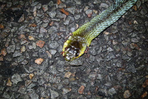 Common Tree Snake sighting