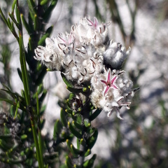 Trichocephalus stipularis