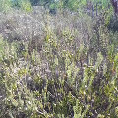 Leucadendron cinereum