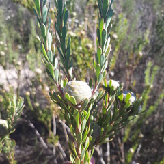 Leucadendron cinereum