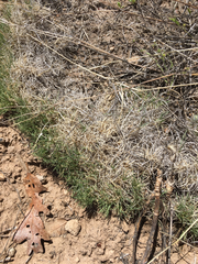 Muhlenbergia torreyi