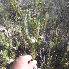 Leucadendron cinereum