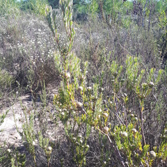 Leucadendron cinereum