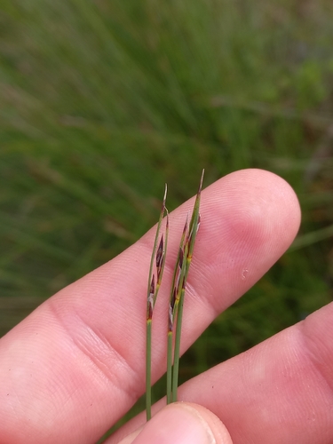 Image of Schoenus rigidus by (c) Brian du Preez, some rights reserved (CC BY-SA)