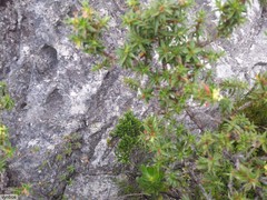 Cliffortia tridentata