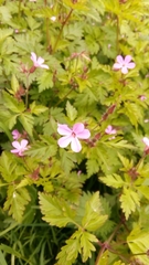 Geranium robertianum