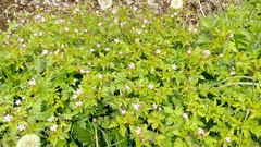 Geranium robertianum