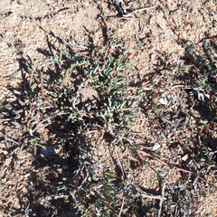 Lampranthus sociorum