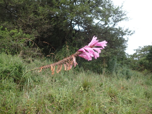 Image of Watsonia densiflora by (c) Mahomed Desai, some rights reserved (CC BY)