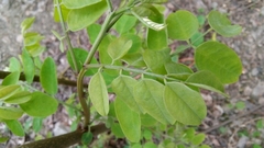Robinia pseudoacacia