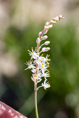 Bulbinella trinervis