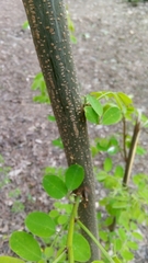 Robinia pseudoacacia