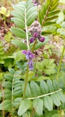 Vicia sepium