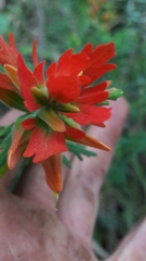 Castilleja fissifolia