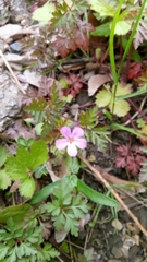 Geranium robertianum
