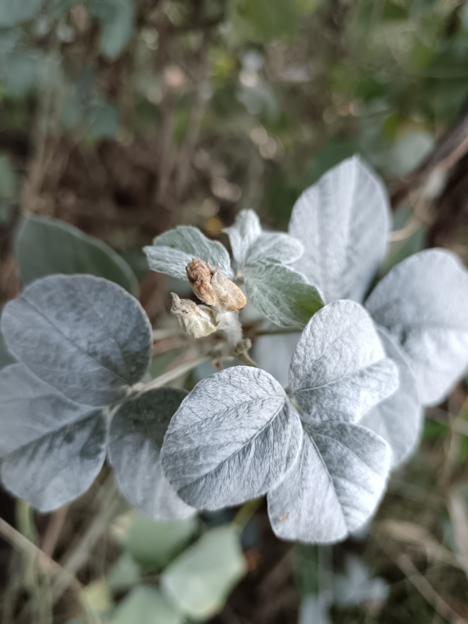 Rhynchosia albissima