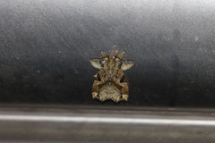 Callopistria phaeogona