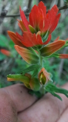 Castilleja fissifolia