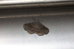 Mecodina subviolacea