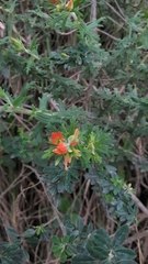 Castilleja fissifolia
