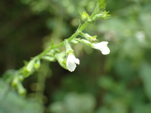 Image of Endostemon obtusifolius by (c) Mahomed Desai, some rights reserved (CC BY)