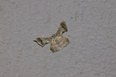 Krananda oliveomarginata