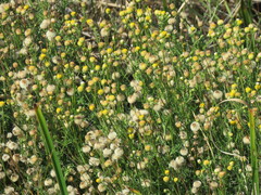 Nidorella pinnatifida