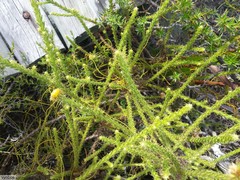 Cullumia reticulata