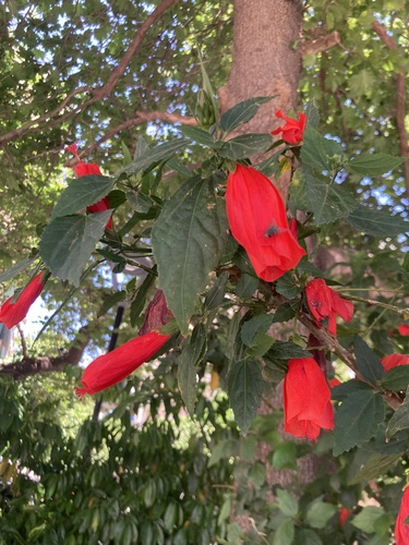 Malvaviscus penduliflorus