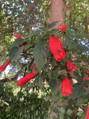 Turk's Cap (Malvaviscus arboreus)