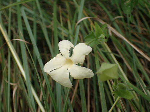 Thunbergia dregeana (Thunbergia dregeana)