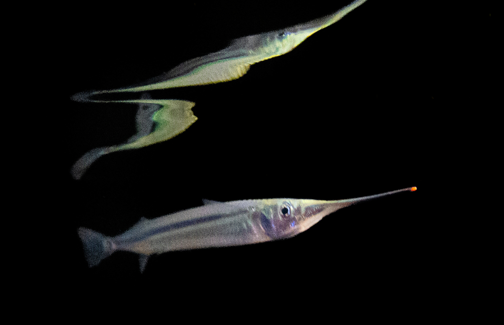 Garfish
