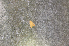 Huangilene kutzscheri