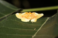 Pyrinioides sinuosus