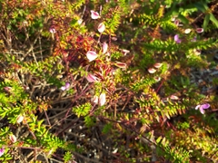 Polygala gazensis