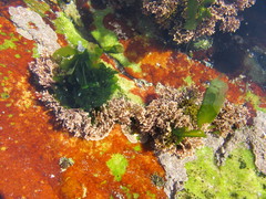 Ulva rigida