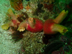 Ascidia incrassata