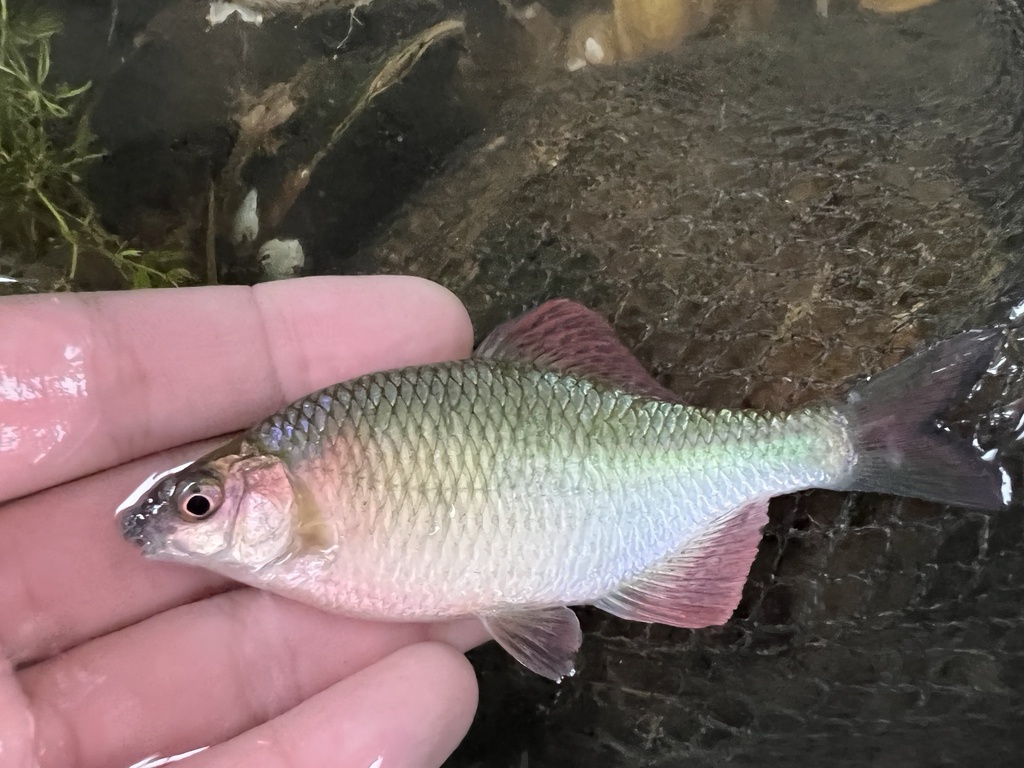 Rhombus bitterling (Acheilognathus rhombeus) — Cyprinidae