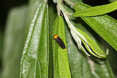 Abscondita cerata