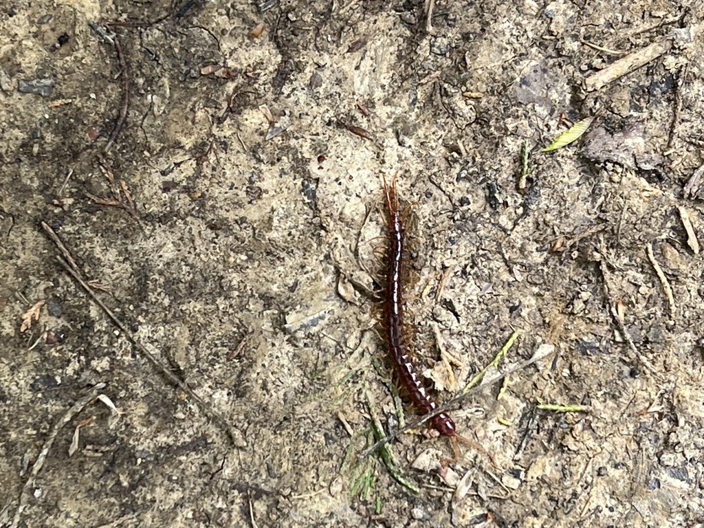 Red Centipedes from Turkey Run Park, Louisville, KY, US on April 27 ...