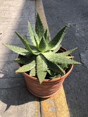 Aloe