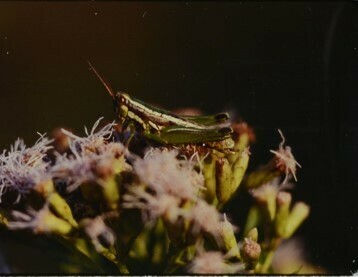 Neopedies noroestensis